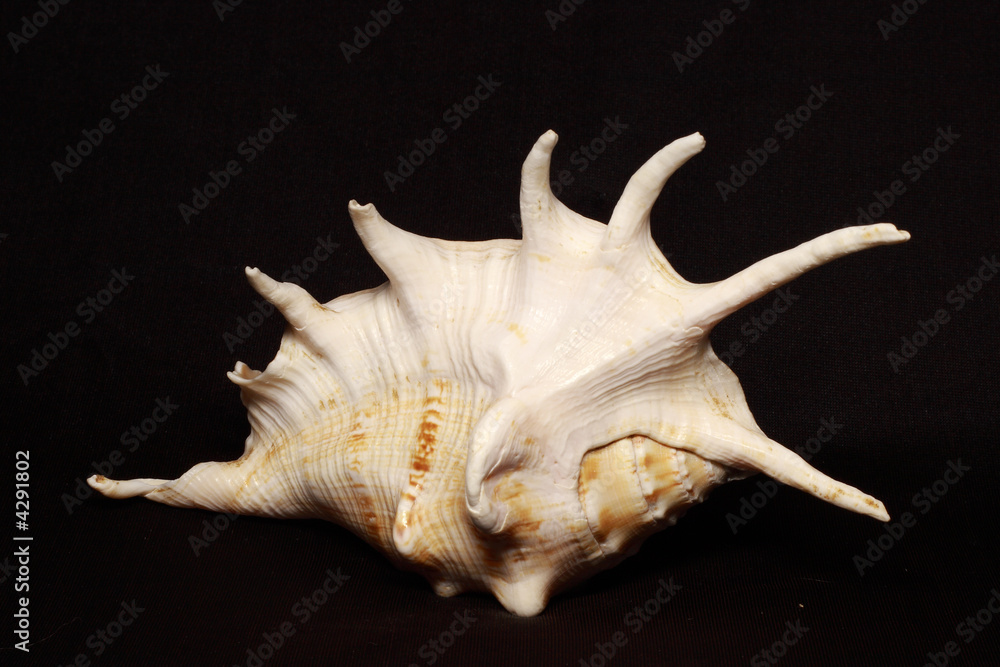 sea shell sea shell