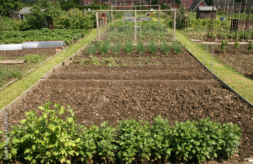 allotment plot