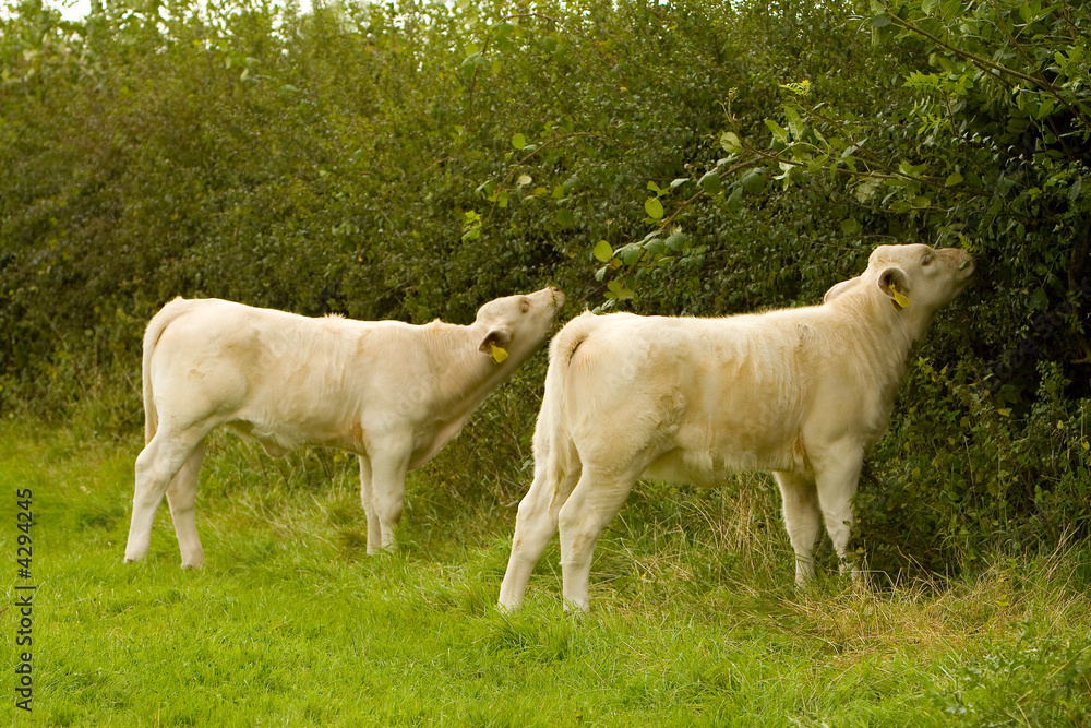Fototapeta premium Two young Charolais Calves