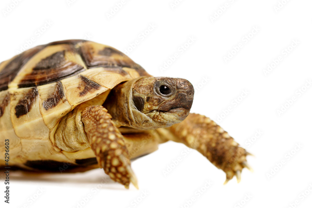 Obraz premium Herman tortoise