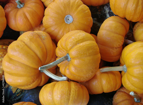 Miniture Pumpkins For Sale