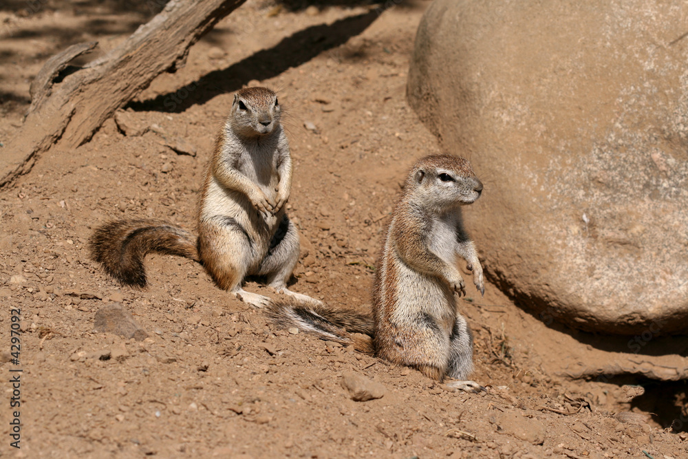 Cuddly ground squirrels Cuddly ground squirrels