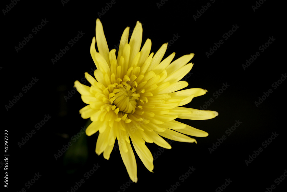 Yellow flower on black background Yellow flower on black background
