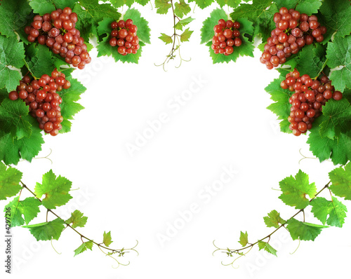 Grapevine border with clusters, leaves and sprouts, isolated