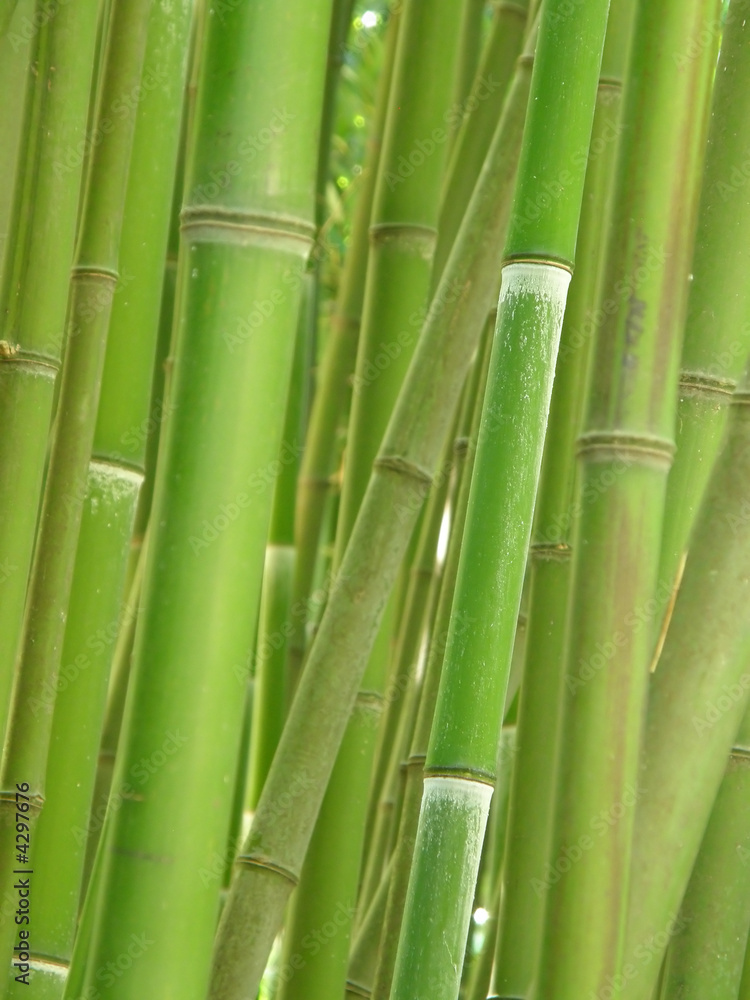 Naklejka premium bambusowy gaj.