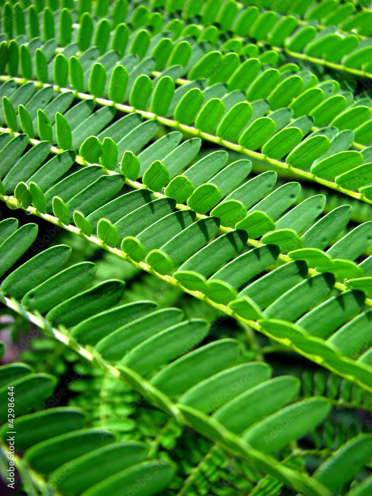 Obraz premium Leaf Structures