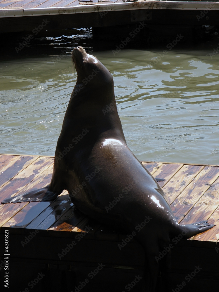 Fototapeta premium Sea Lion4