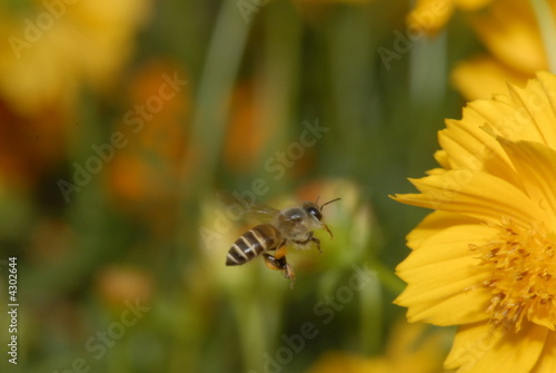 Bee and flowers in the gardens  © Wong Hock Weng