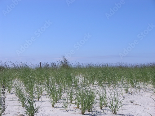 Beachgrass