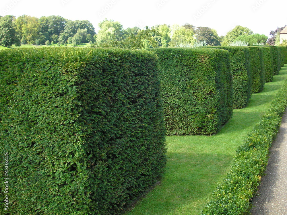 square bushes Stock Photo | Adobe Stock