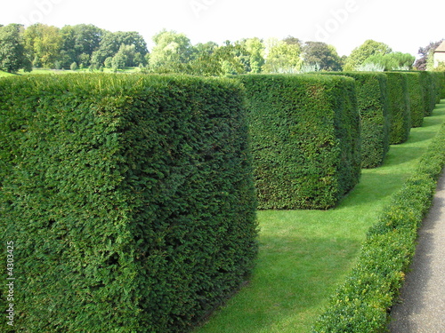 square bushes