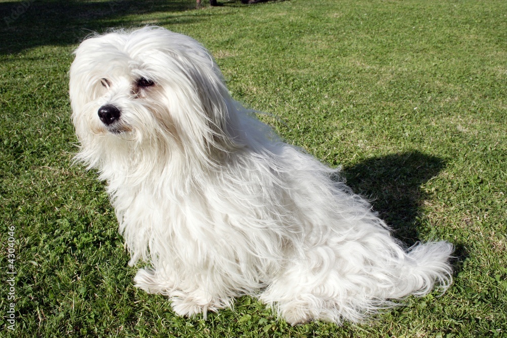 uncommon breed of dog Coton de Tulear uncommon breed of dog Coton de Tulear