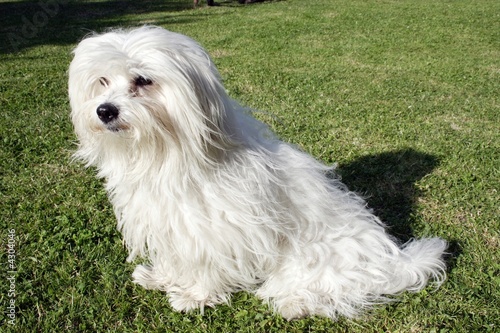 uncommon breed of dog Coton de Tulear