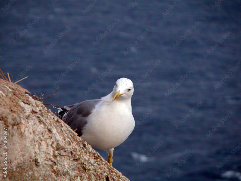 Seagull Seagull