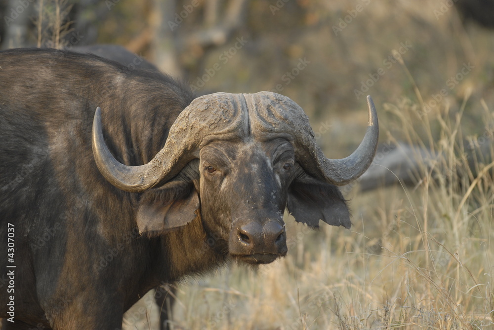 Naklejka premium African Buffalo