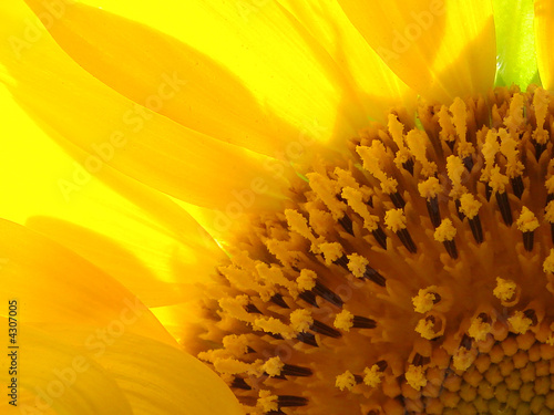 Sunflower Macro