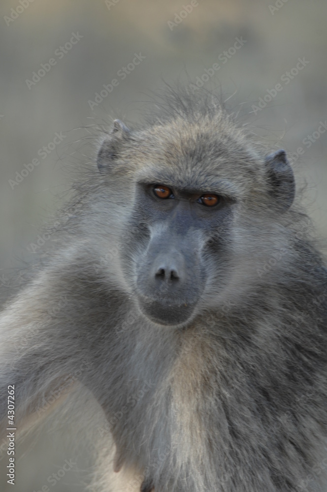 Chacma Baboon