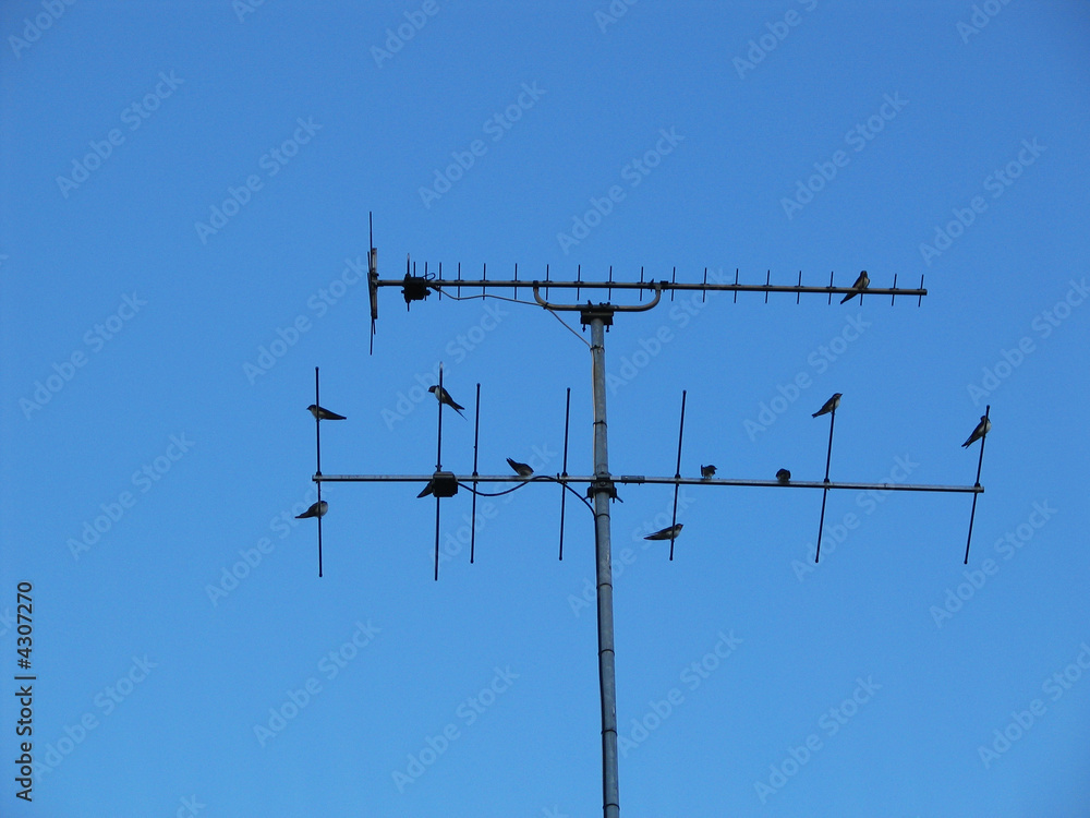 Oiseaux sur une antenne de television