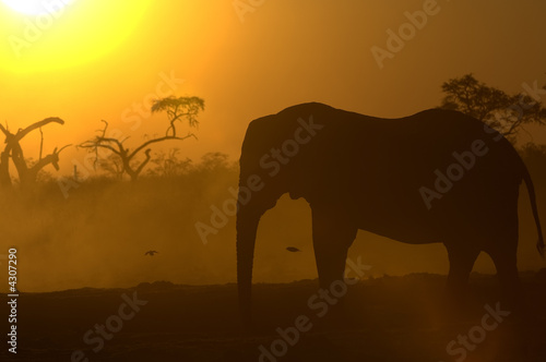 African Elephant at sunrise