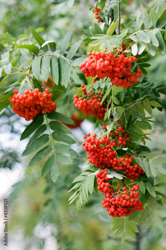 Red berries of a rowan