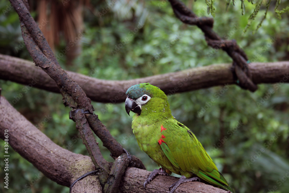 Green Bird Perched on Tree Branch Green Bird Perched on Tree Branch