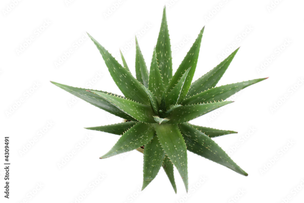 aloe aloe