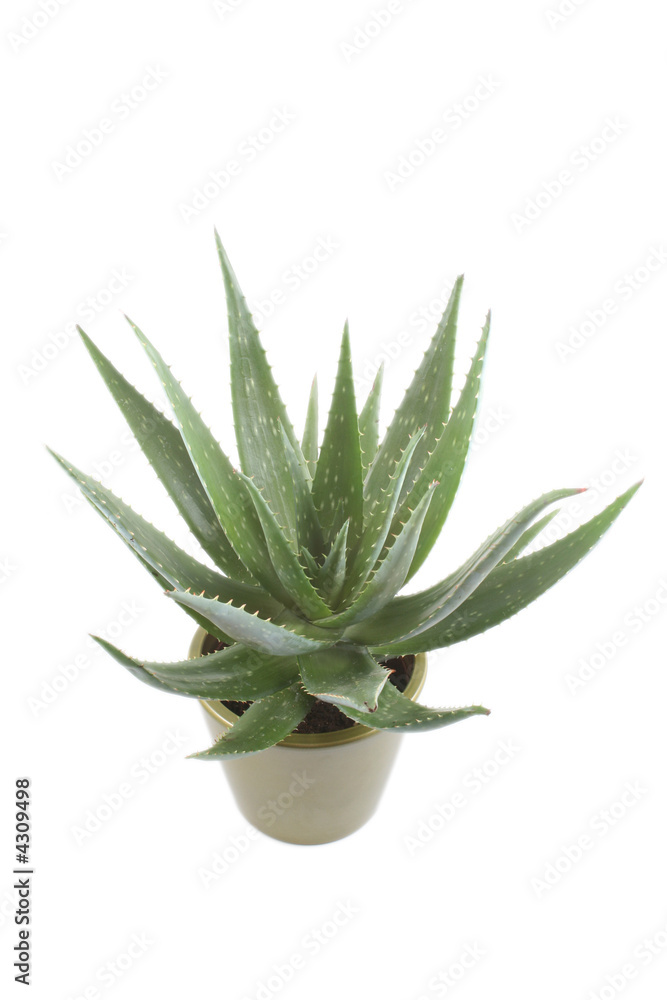 aloe aloe