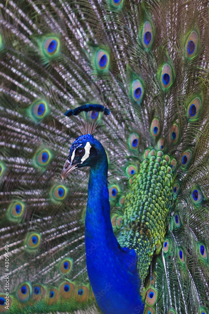 Naklejka premium Peacock