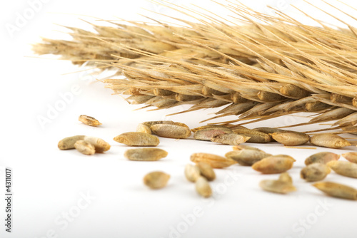 rye ears and grains