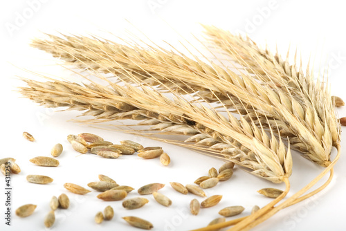 ripe rye ears with grains scattered around