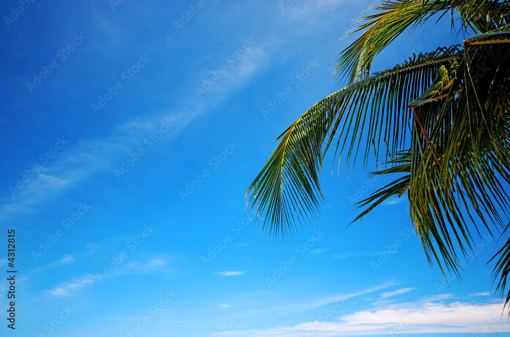Coconut leaf with blue sky background
