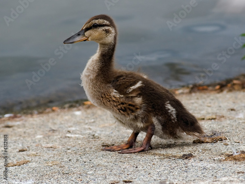 Baby Canada Goose