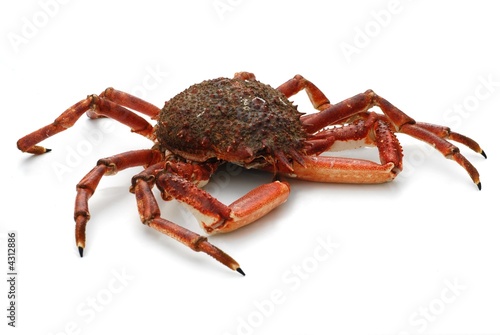 crabe araignée isolée sur fond blanc