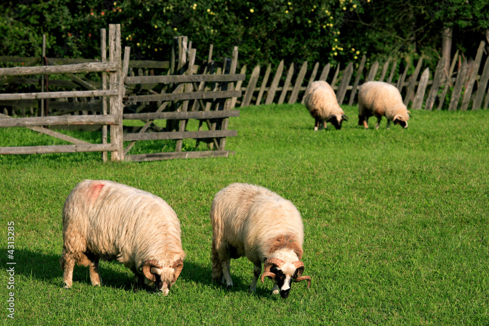 Naklejka premium Feeding sheeps