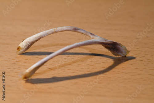 wishbone