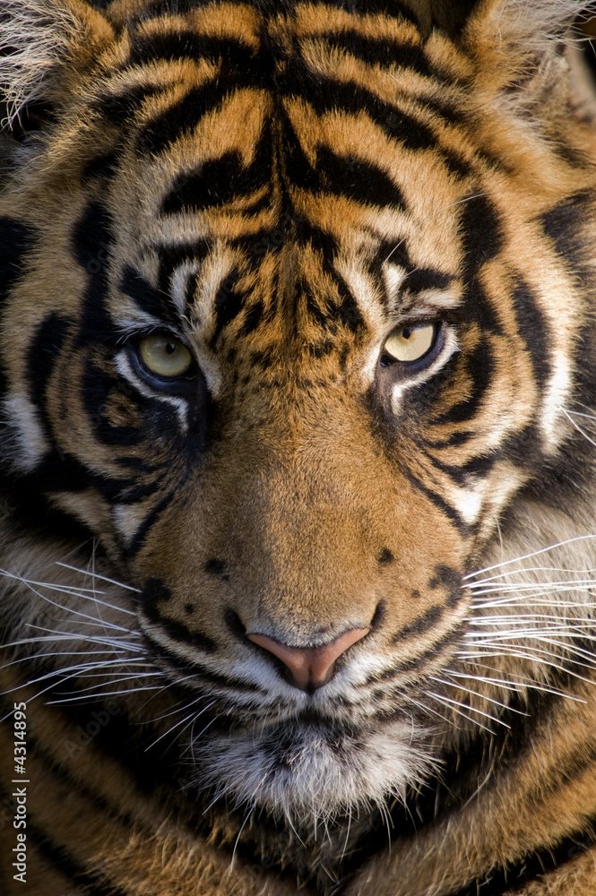 Fototapeta premium Tygrys amurski (Panthera tigris altaica) - orientacja portretowa