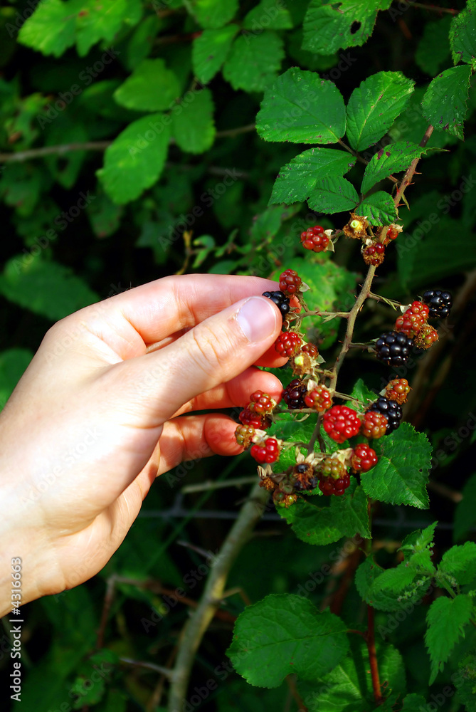Dewberries Dewberries