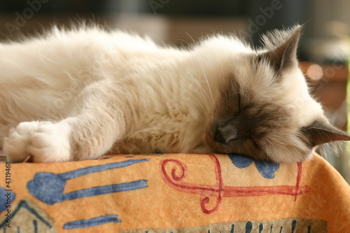 Sacré de Birmanie faisant la sieste