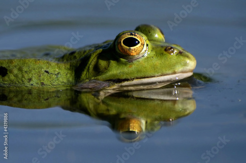 Rana esculenta photo