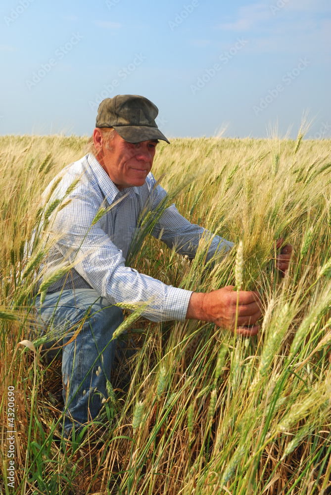 Farmer inspecting Durum Wheat Farmer inspecting Durum Wheat