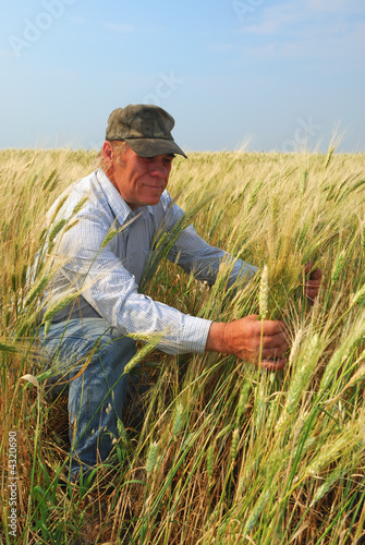 Farmer inspecting Durum Wheat