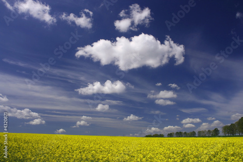 Rape field and white clouds