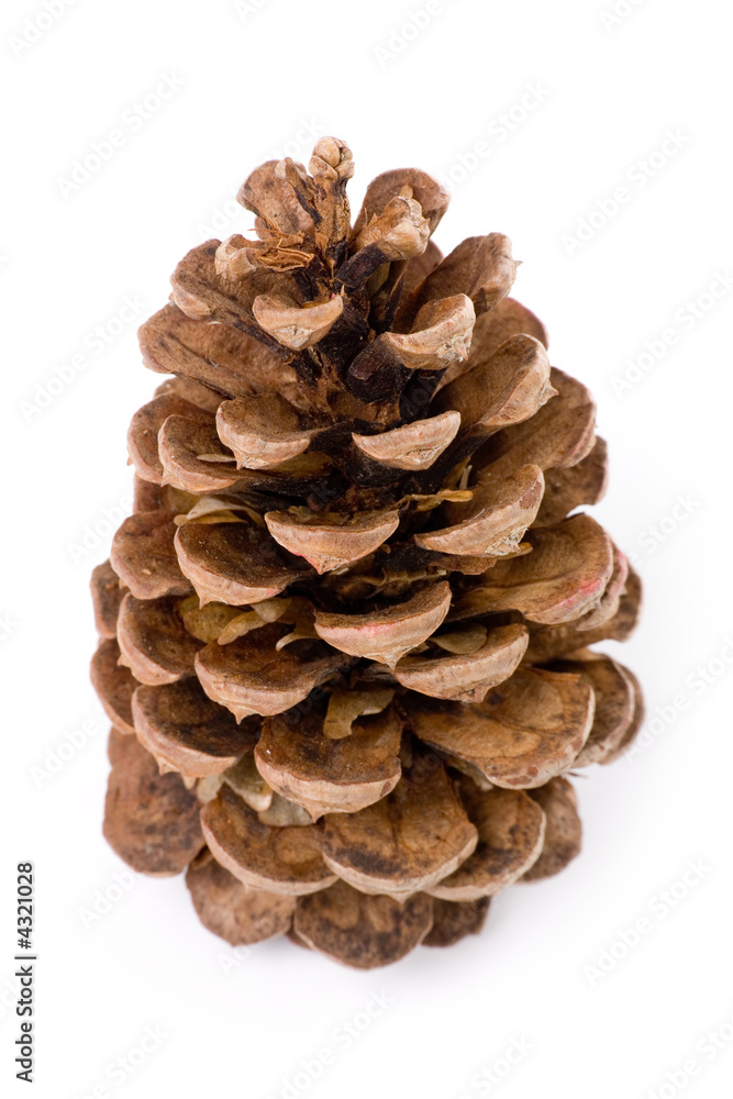 Pine Cone Pine Cone