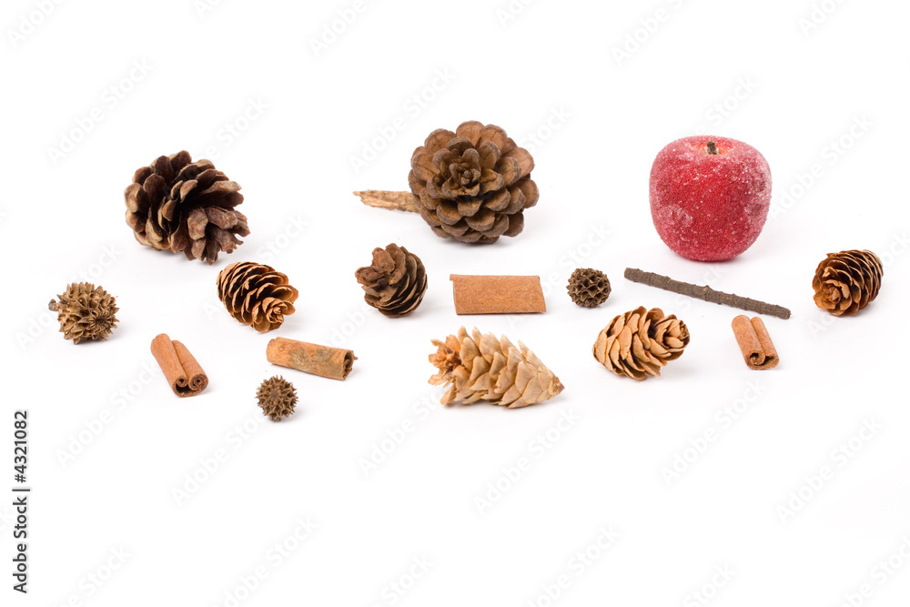 Pine Cone Pine Cone