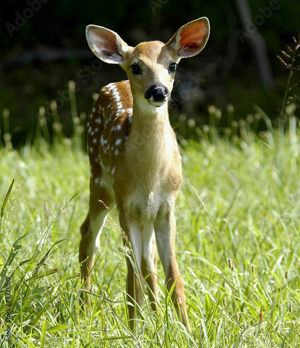 Fawn Standing © Rebecca Fisher