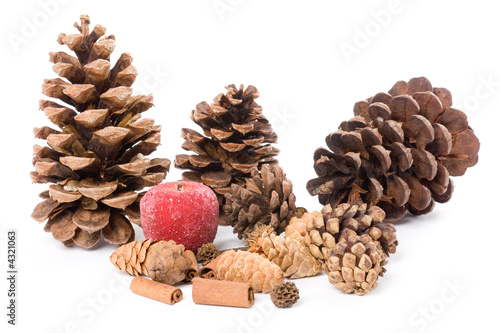 Pine Cone 