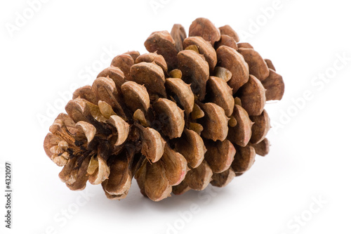 Pine Cone