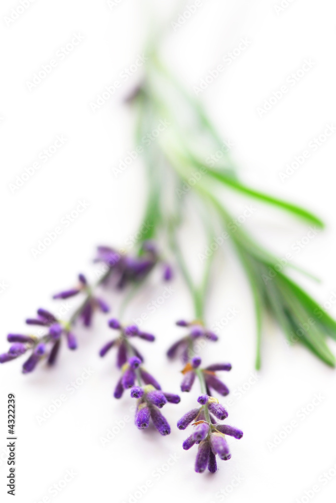 Obraz premium Lawenda