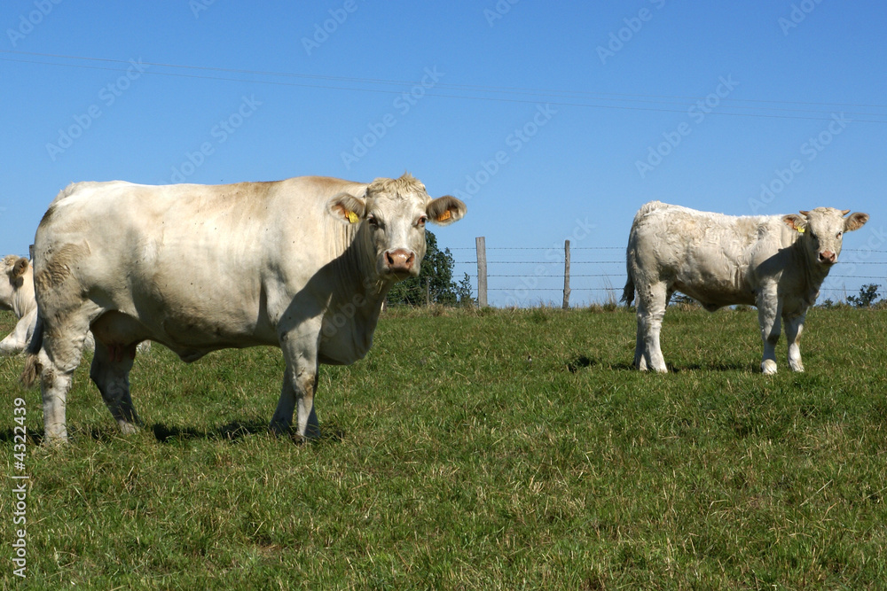 la vache et son veau