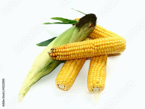 Yellow indian corns isolated on white background